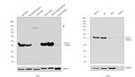 Actin Antibody