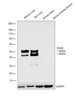 RAGE Antibody