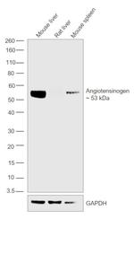 Angiotensinogen Antibody