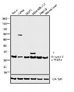 Annexin V Antibody in Western Blot (WB)