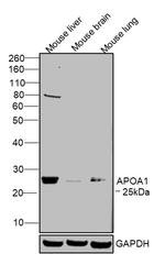 ApoA1 Antibody in Western Blot (WB)
