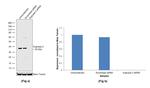 Arginase 2 Antibody in Western Blot (WB)