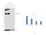 SERCA1 ATPase Antibody