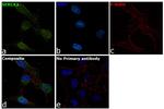 SERCA2 ATPase Antibody in Immunocytochemistry (ICC/IF)