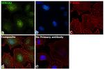 SERCA2 ATPase Antibody in Immunocytochemistry (ICC/IF)