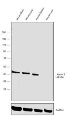 Ataxin 3 Antibody in Western Blot (WB)