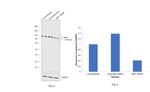 BAP1 Antibody in Western Blot (WB)