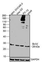 BCL-XL Antibody in Western Blot (WB)