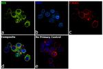 BIK Antibody in Immunocytochemistry (ICC/IF)