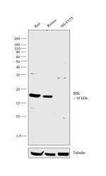 BIK Antibody in Western Blot (WB)