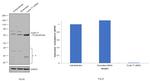 Cyclin T1 Antibody in Western Blot (WB)