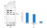 CD46 Antibody in Western Blot (WB)