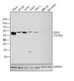 CD55 Antibody