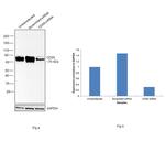 CD55 Antibody