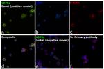 CD79a Antibody in Immunocytochemistry (ICC/IF)