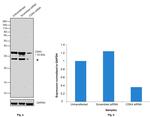 CDK4 Antibody