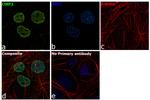 CtBP2 Antibody in Immunocytochemistry (ICC/IF)