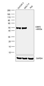 CtBP2 Antibody in Western Blot (WB)