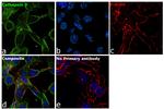 Cathepsin D Antibody in Immunocytochemistry (ICC/IF)