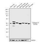 Cathepsin D Antibody in Western Blot (WB)