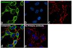 Cathepsin D Antibody in Immunocytochemistry (ICC/IF)