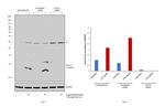 CXCL2 Antibody in Western Blot (WB)