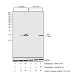 IL-8 (CXCL8) Antibody