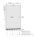 IL-8 (CXCL8) Antibody in Western Blot (WB)