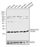 Cytochrome C Antibody in Western Blot (WB)