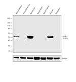 CYP2E1 Antibody