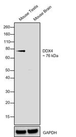 DDX4 Antibody in Western Blot (WB)