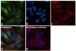 CD26 Antibody in Immunocytochemistry (ICC/IF)