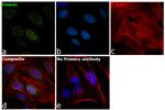 Emerin Antibody in Immunocytochemistry (ICC/IF)