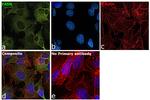 FASN Antibody in Immunocytochemistry (ICC/IF)