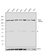 FASN Antibody in Western Blot (WB)