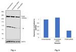 FASN Antibody in Western Blot (WB)