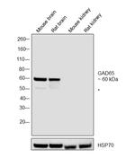 GAD65 Antibody in Western Blot (WB)