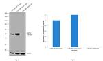 GAP43 Antibody