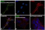 GAP43 Antibody in Immunocytochemistry (ICC/IF)