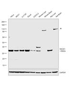 RACK1 Antibody in Western Blot (WB)