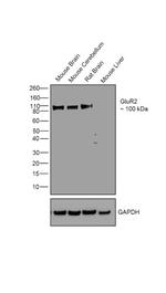 GluR2 Antibody