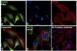 GSTM1 Antibody in Immunocytochemistry (ICC/IF)