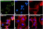 KIM-1 Antibody