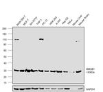 HMGB1 Antibody in Western Blot (WB)