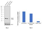 HMGB1 Antibody in Western Blot (WB)