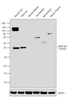 HSD11B1 Antibody