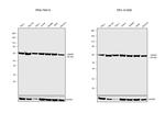 HSP60 Antibody