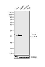 IL-18 Antibody in Western Blot (WB)