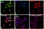 IRF5 Antibody in Immunocytochemistry (ICC/IF)