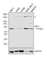 IRF5 Antibody in Western Blot (WB)